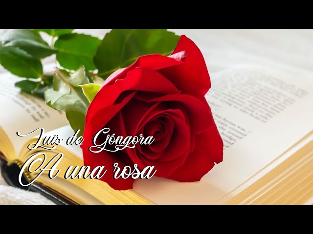 A una rosa: la poesía encarnada de Luis de Góngora
