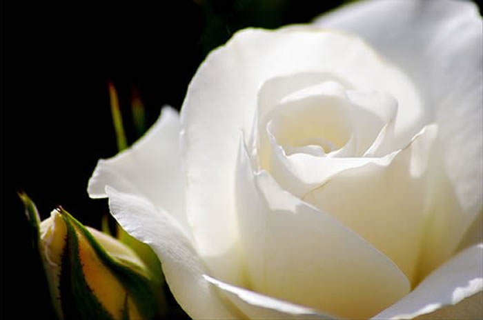 Cultivo una rosa blanca: el poder de la poesía en tiempos difíciles