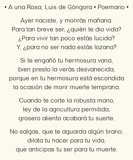 Análisis del poema ‘A una rosa’ de Luis de Góngora: Belleza en versos