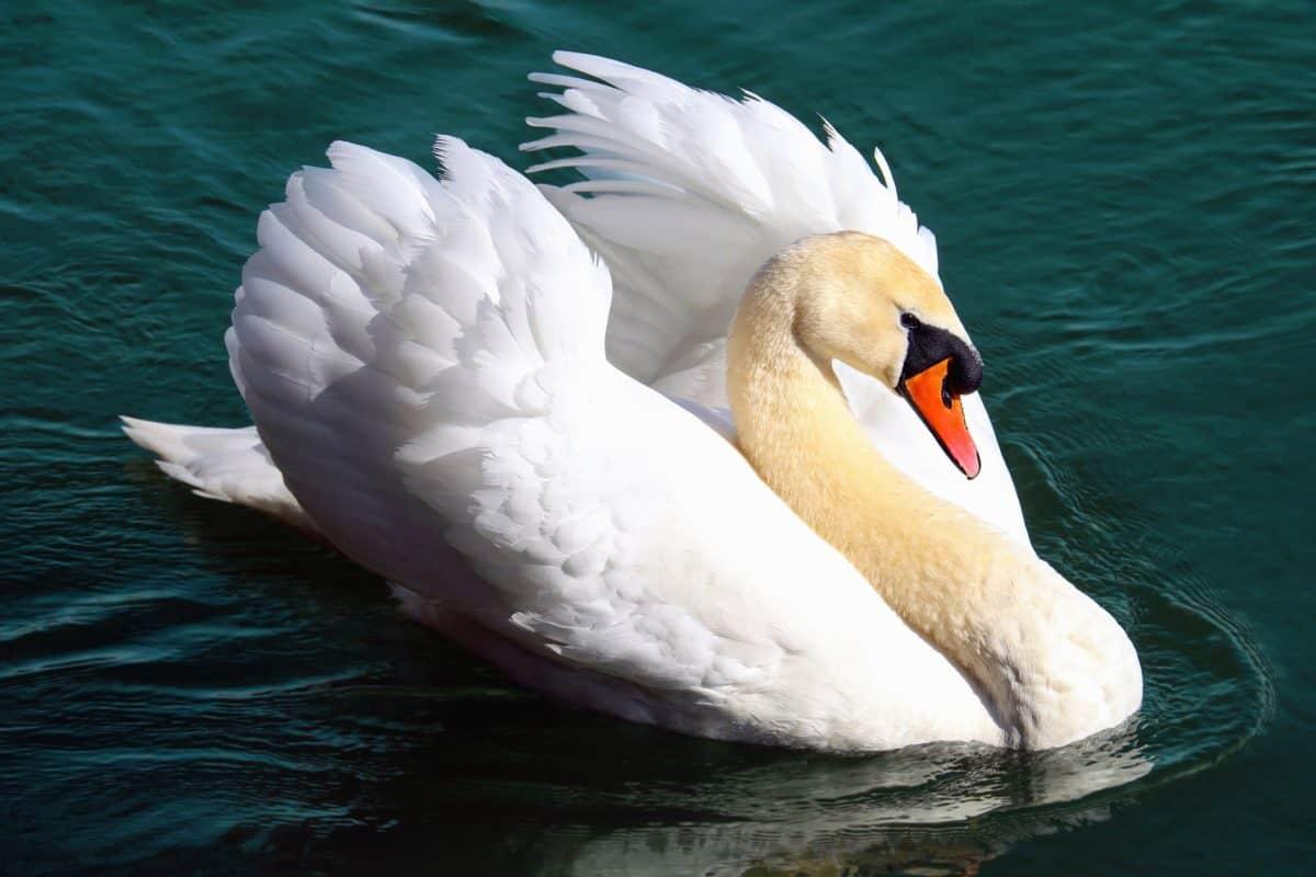 El Cisne: Un Símbolo de Elevación Espiritual y Renacimiento