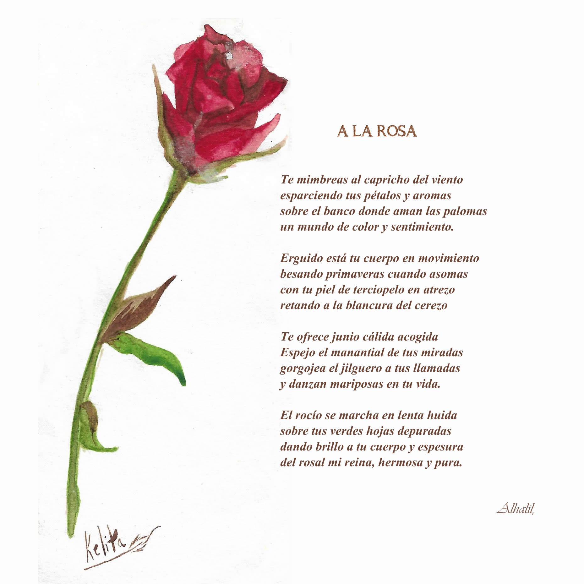 La dulce rima de la rosa: Un tributo poético a la belleza floral