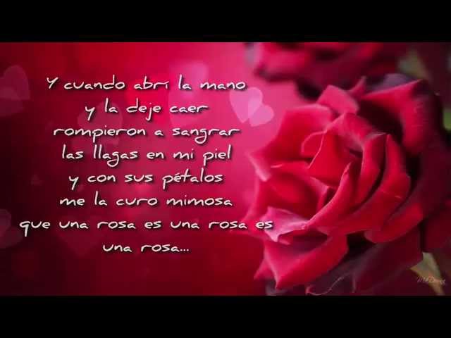 Una Rosa es una Rosa: Un Viaje a Través de los Años